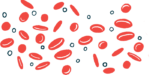 This illustration shows a collection of red blood cells.